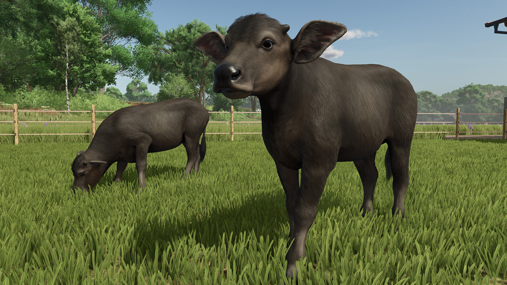 FS25 Buffalos