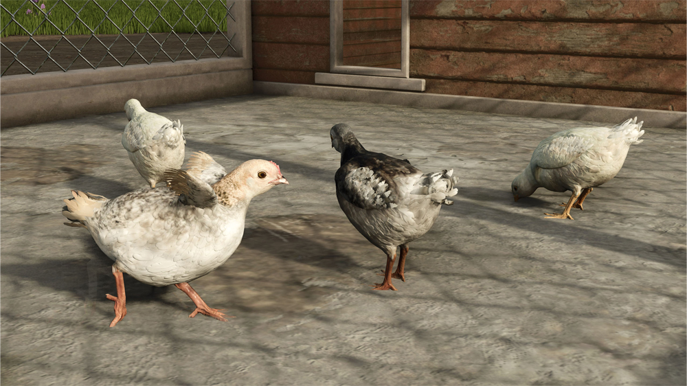 FS25 Chickens