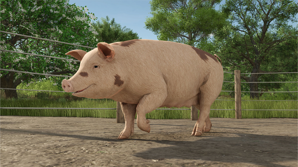 FS25 Pigs