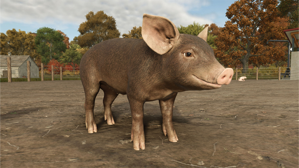 FS25 Pigs