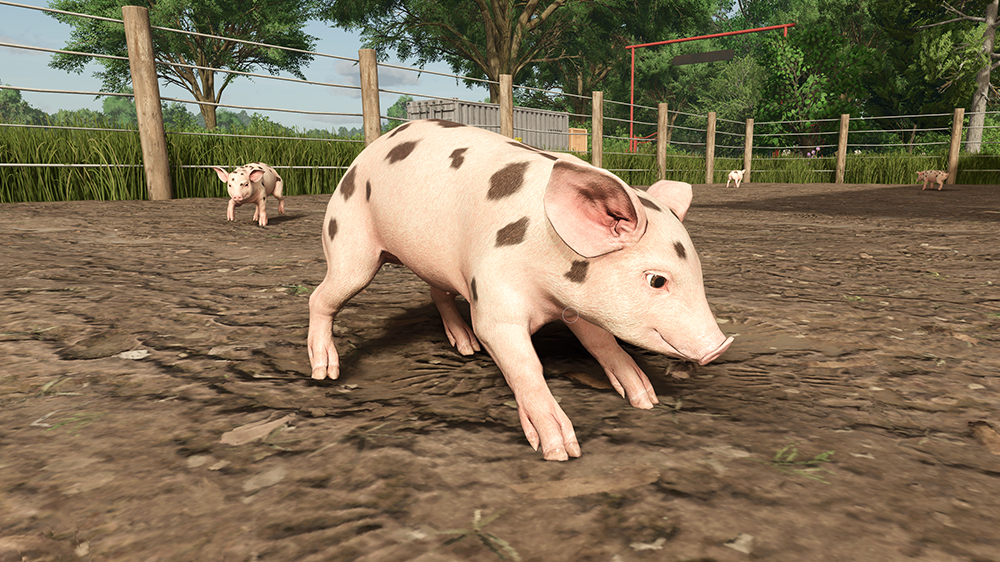 FS25 Pigs