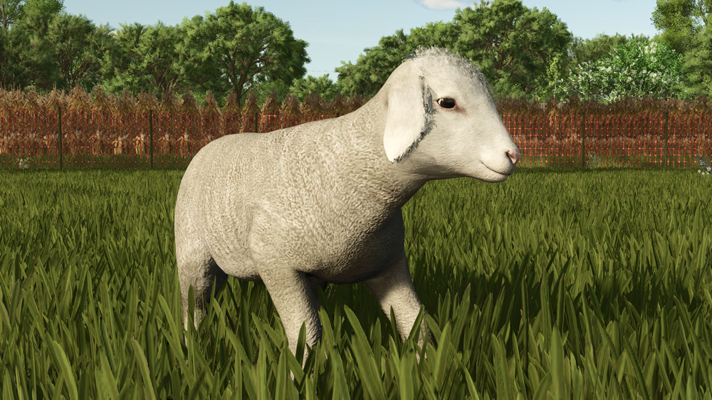 FS25 Sheep