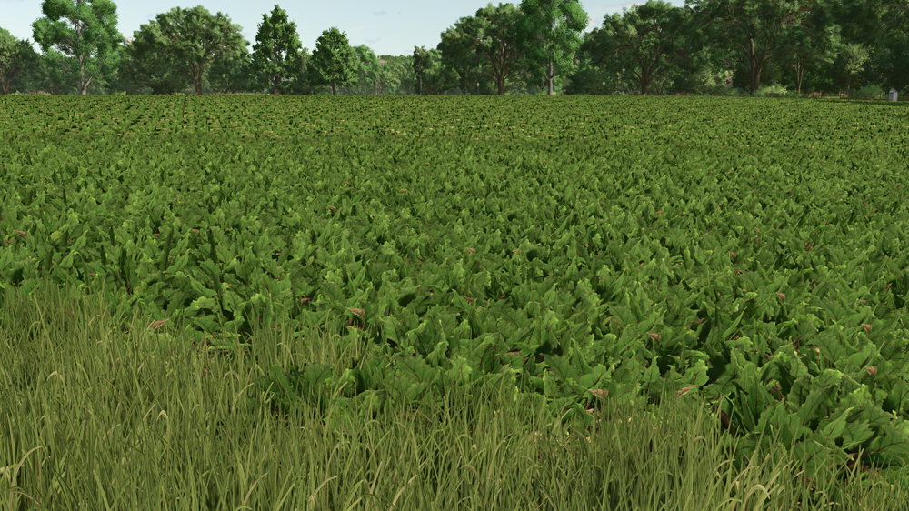 FS25 Red Beet