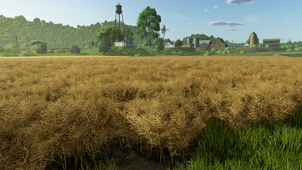FS25 Canola