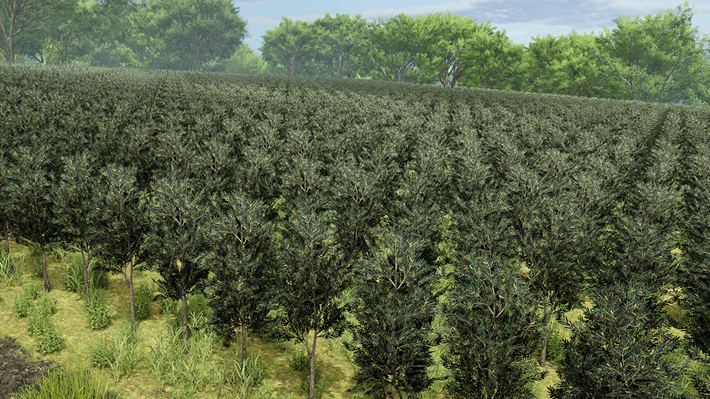 FS25 Olives