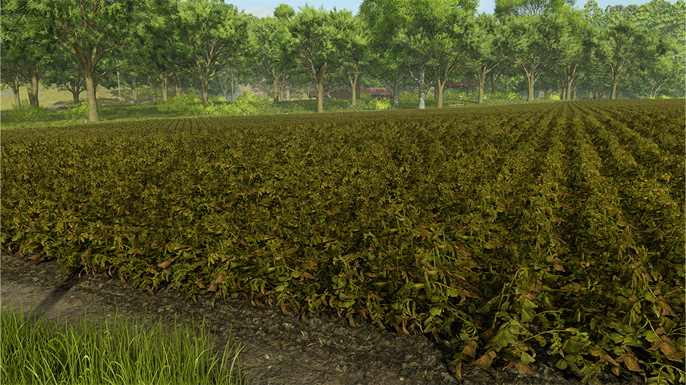 FS25 Potatoes