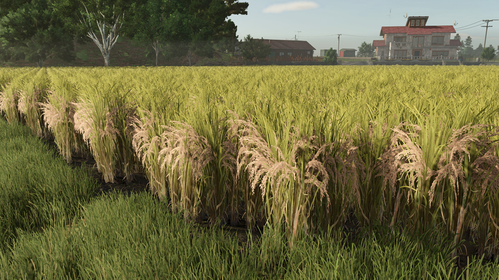 FS25 Rice