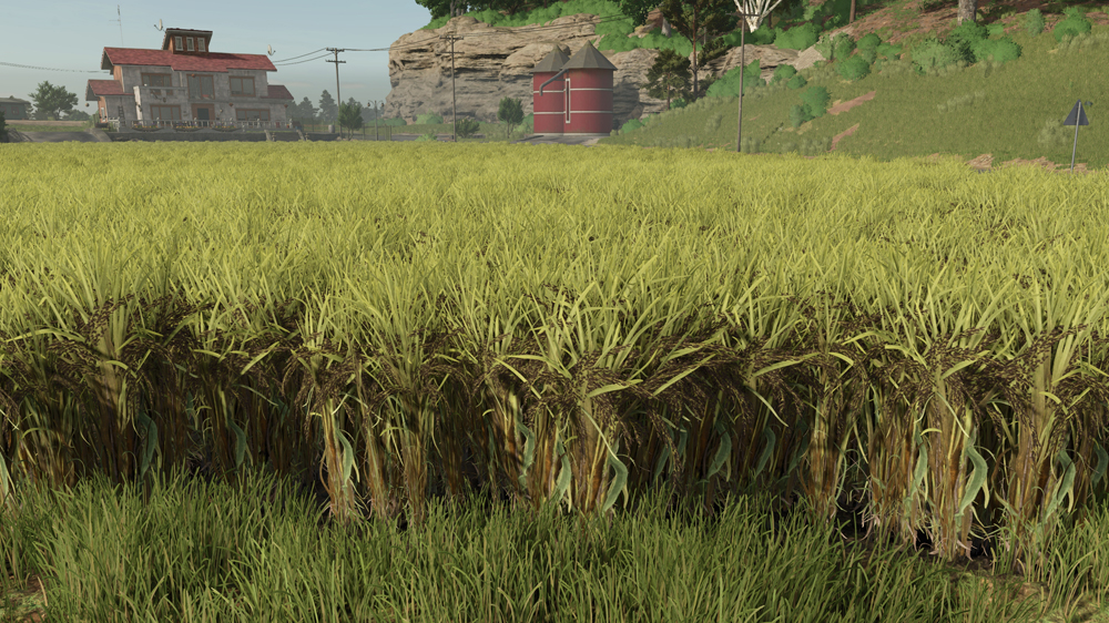 FS25 Long Grain Rice