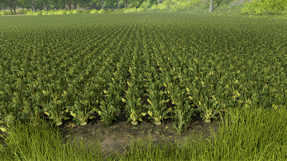 FS25 Sugar Beet