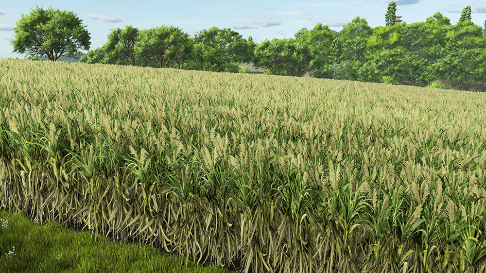 FS25 Sugarcane