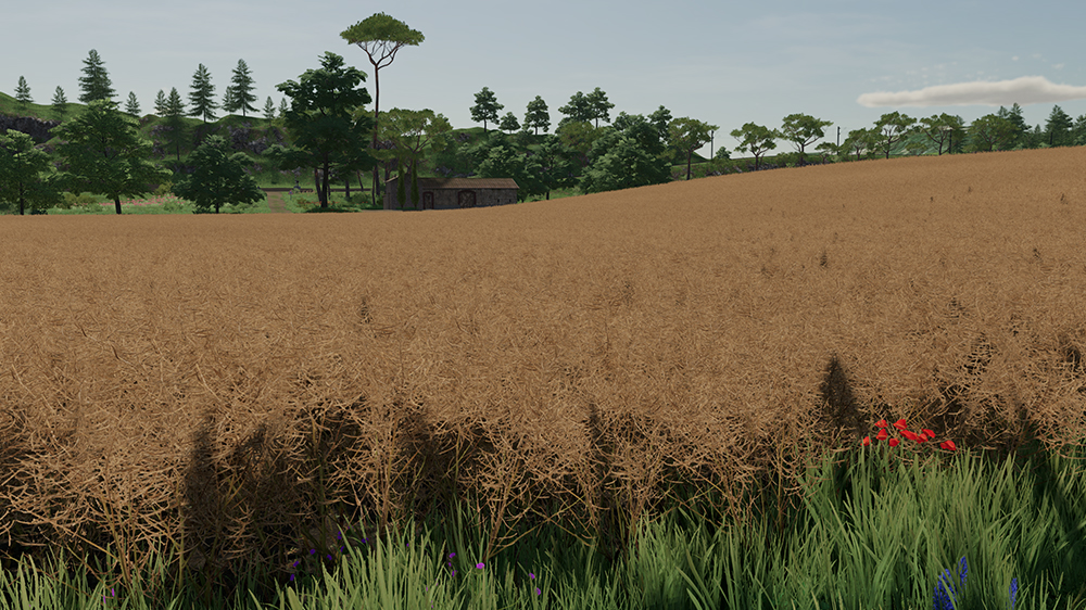 FS22 Canola