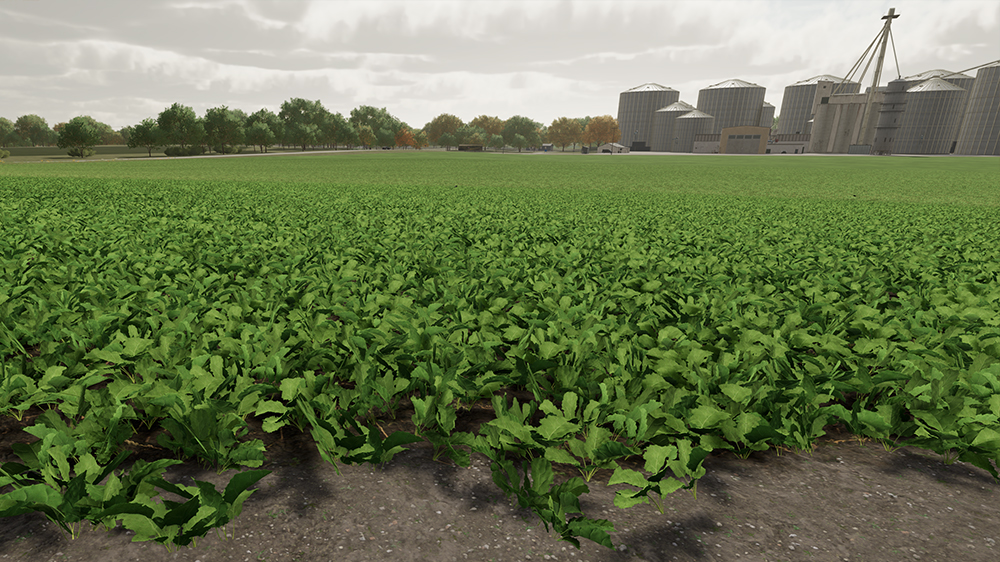 FS22 Oilseed Radish