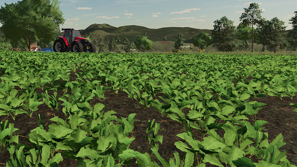 FS23 Oilseed Radish