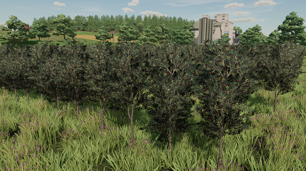 FS22 Olives