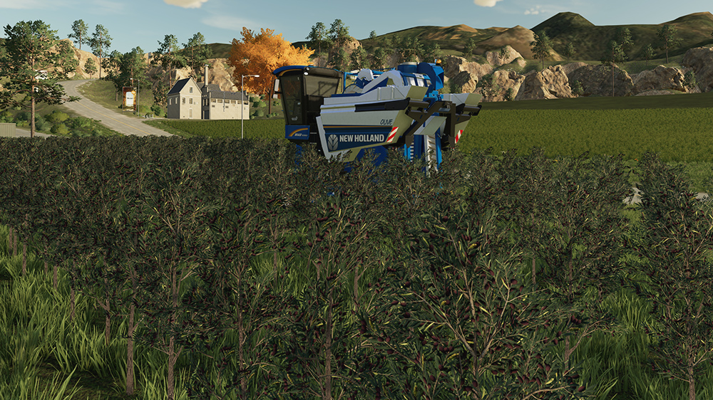 FS23 Olives