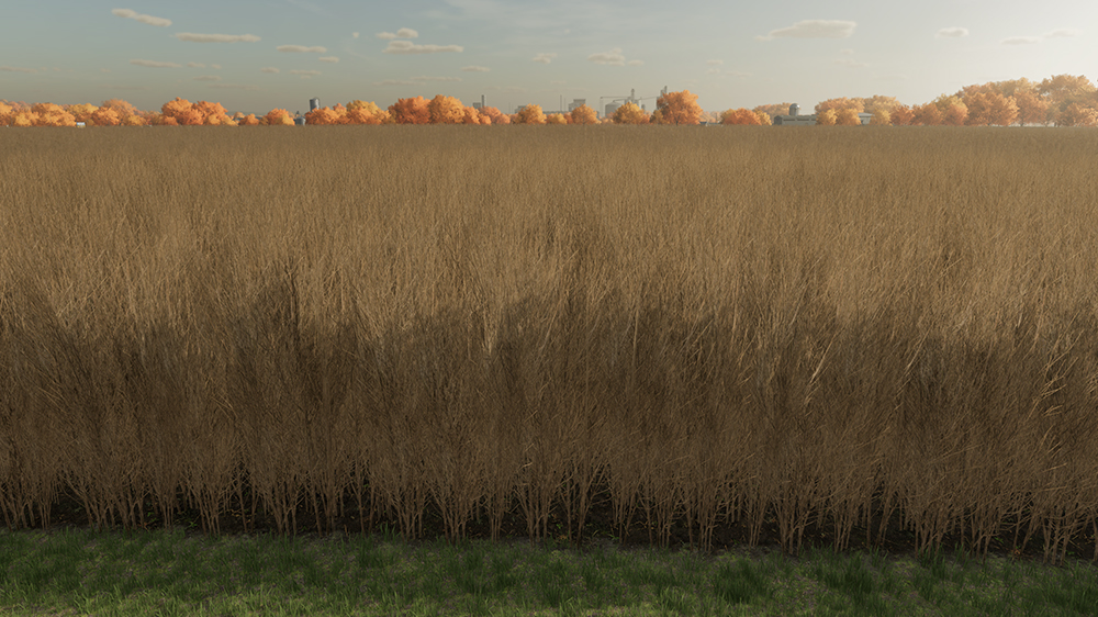 FS22 Poplar