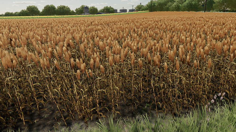 FS22 Sorghum