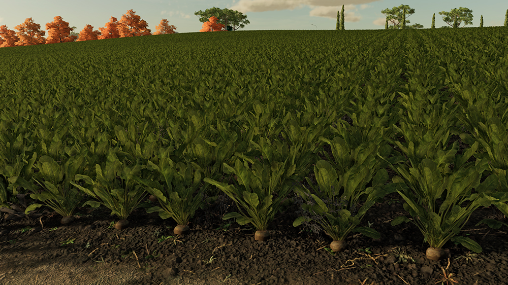 FS22 Sugar Beet