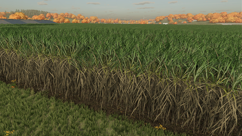 FS22 Sugarcane