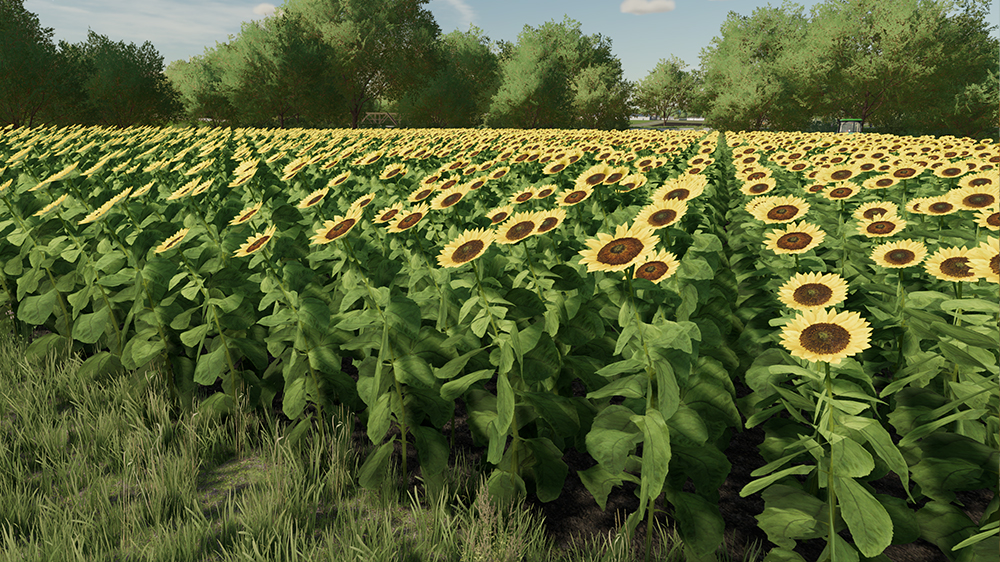 FS22 Sunflowers