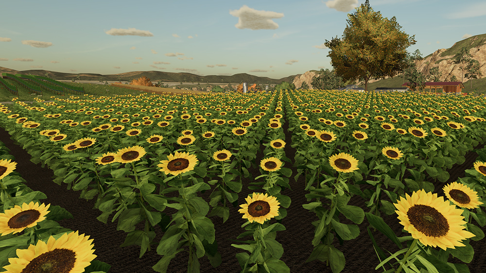 FS23 Sunflowers